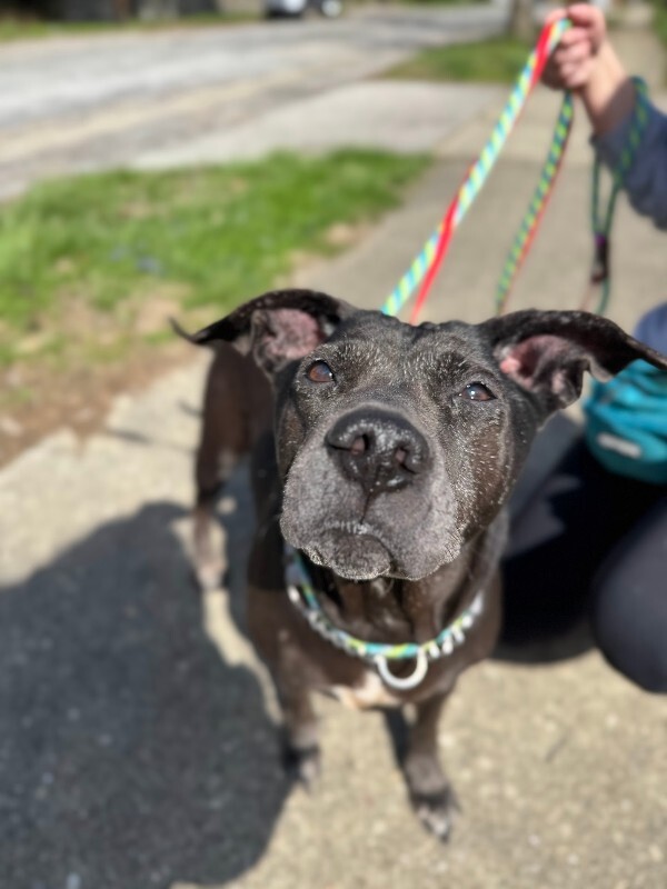 View Avril the Dog Photo #10