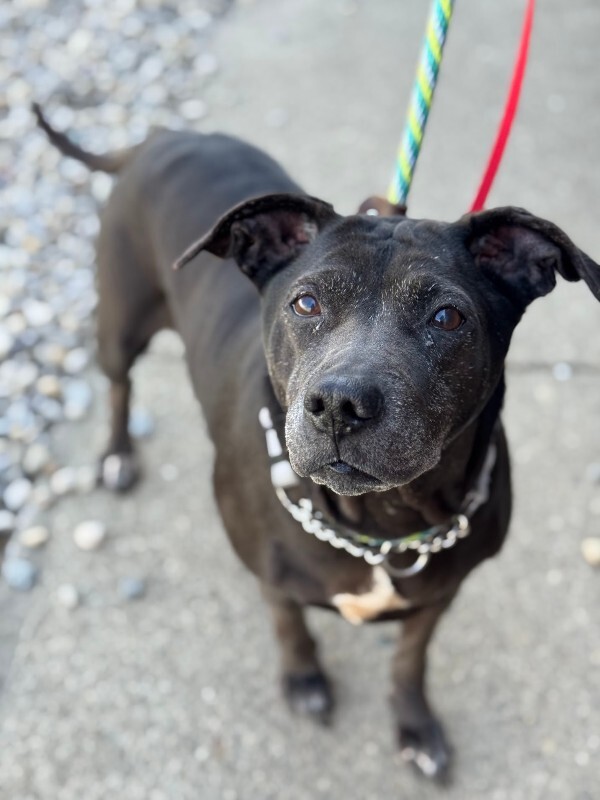 View Avril the Dog Photo #9