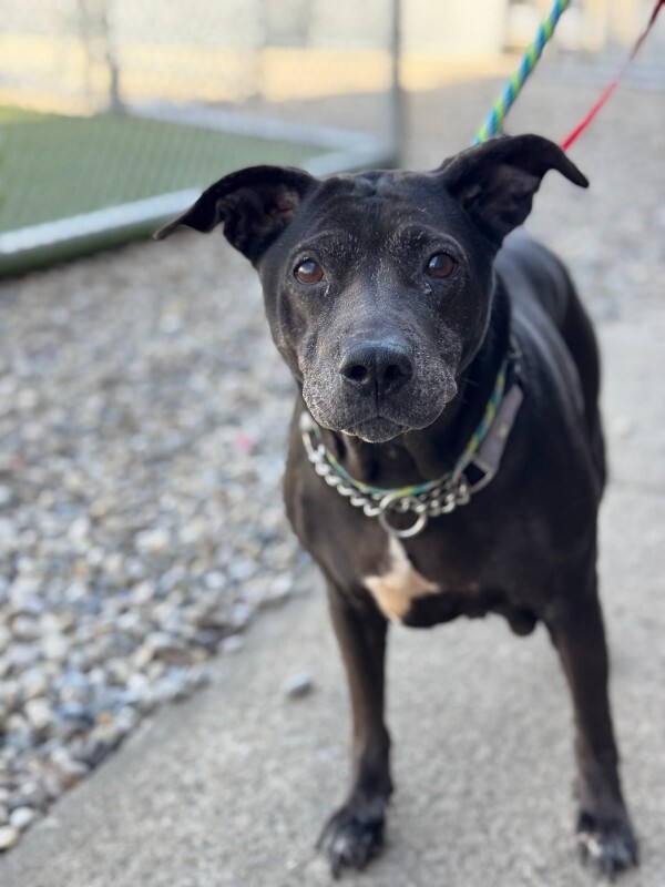 View Avril the Dog Photo #11