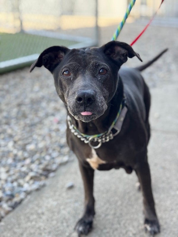 View Avril the Dog Photo #8