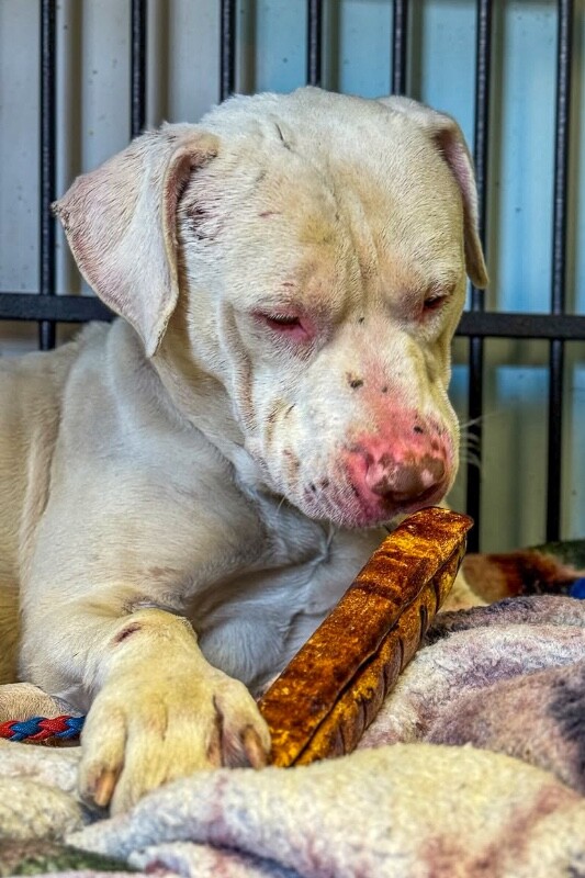 View Eden the Dog Photo #11