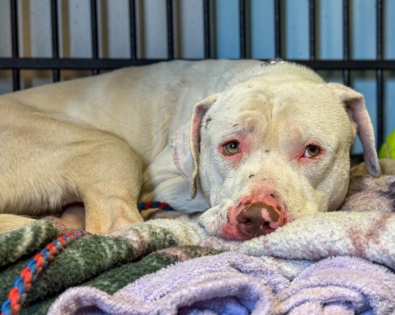 View Eden the Dog Photo #15