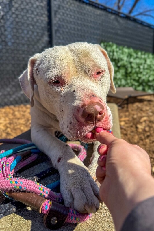 View Eden the Dog Photo #12