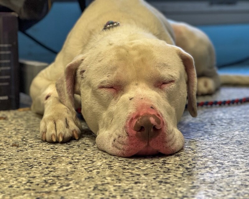 View Eden the Dog Photo #10