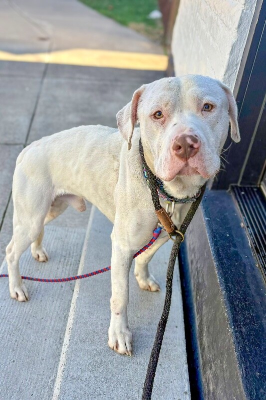 View Eden the Dog Photo #14