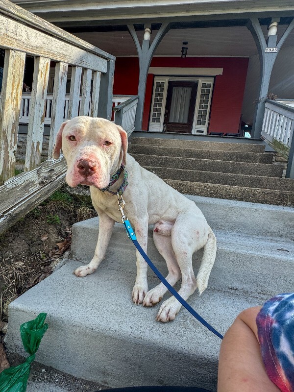 View Eden the Dog Photo #8