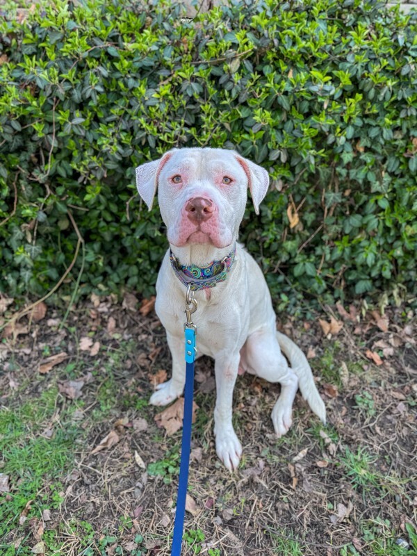 View Eden the Dog Photo #6