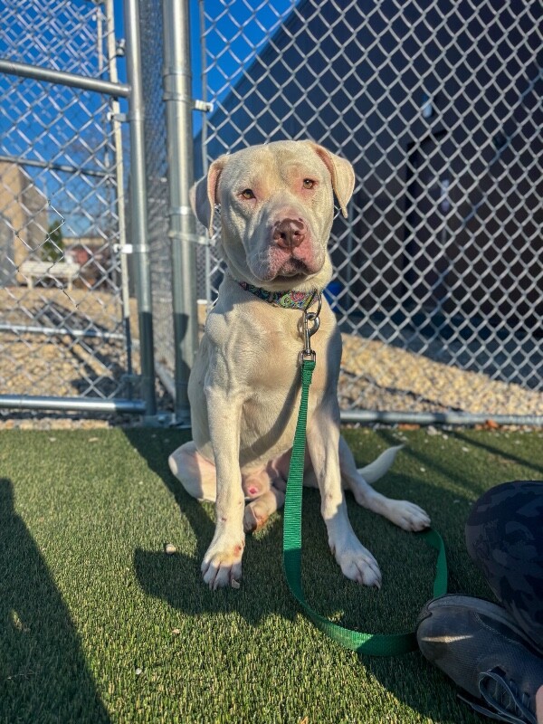 View Eden the Dog Photo #2