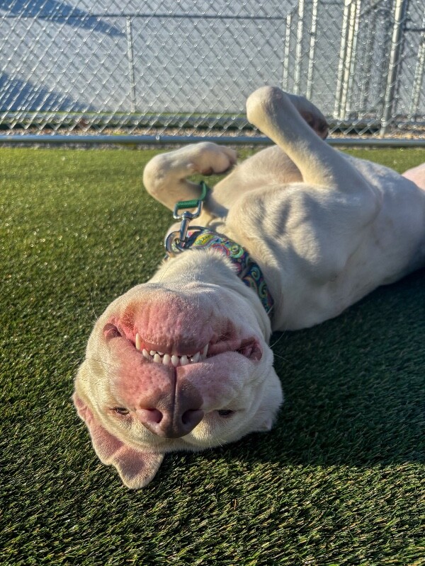 View Eden the Dog Photo #3