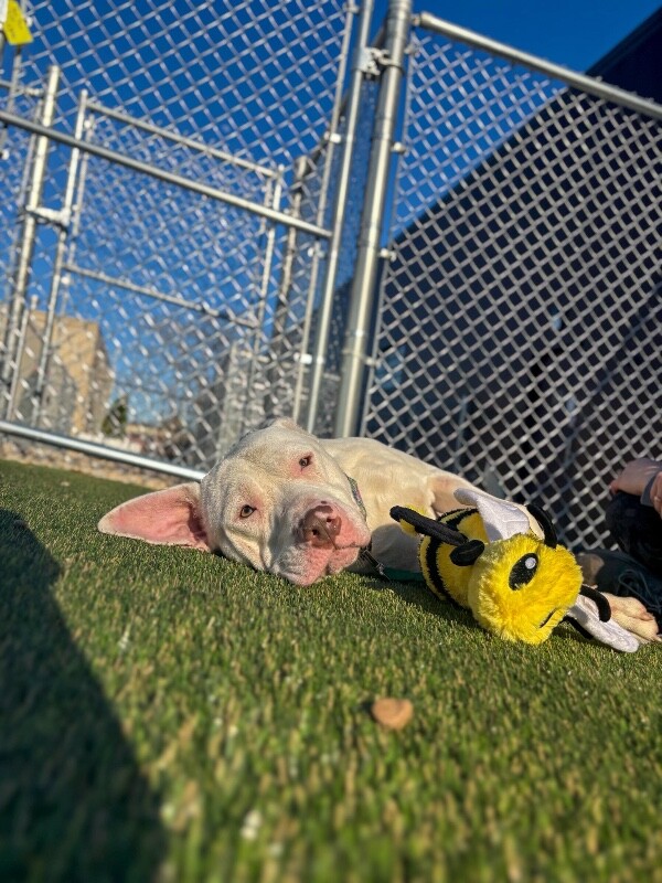 View Eden the Dog Photo #9