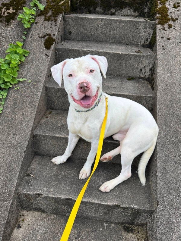 Learn More About Eden Eden - Dog