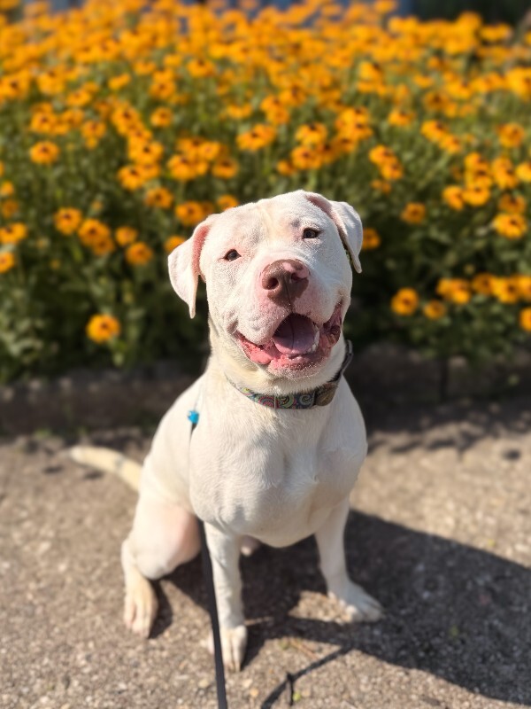 Help Rehome This Dog Eden