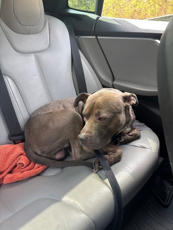 View Wing Stop the Dog Photo #3