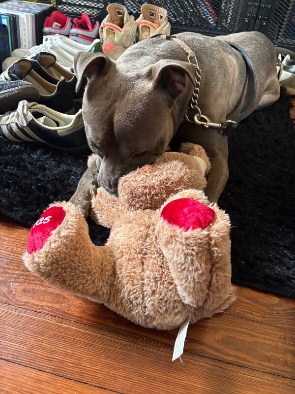 View Wing Stop the Dog Photo #4