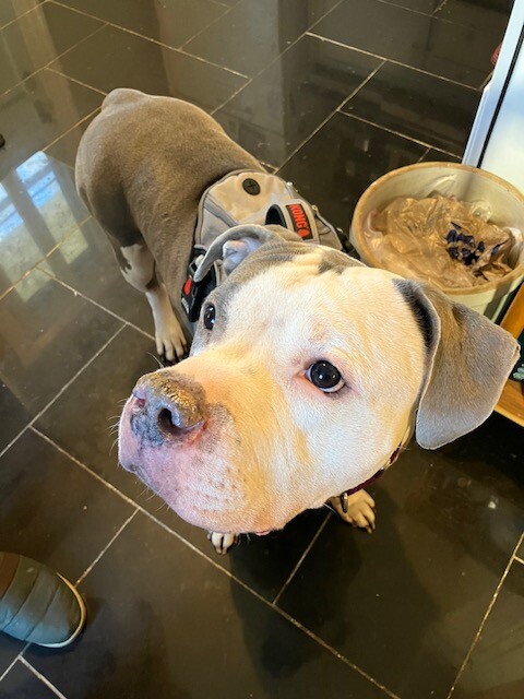 View Duke the Dog Photo #2