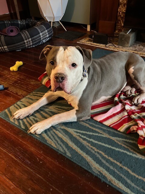 View Duke the Dog Photo #3