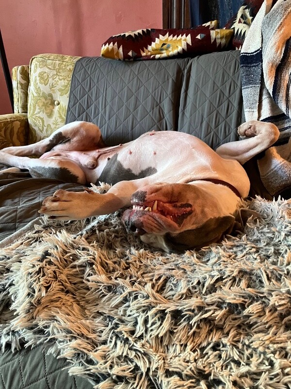 View Duke the Dog Photo #10