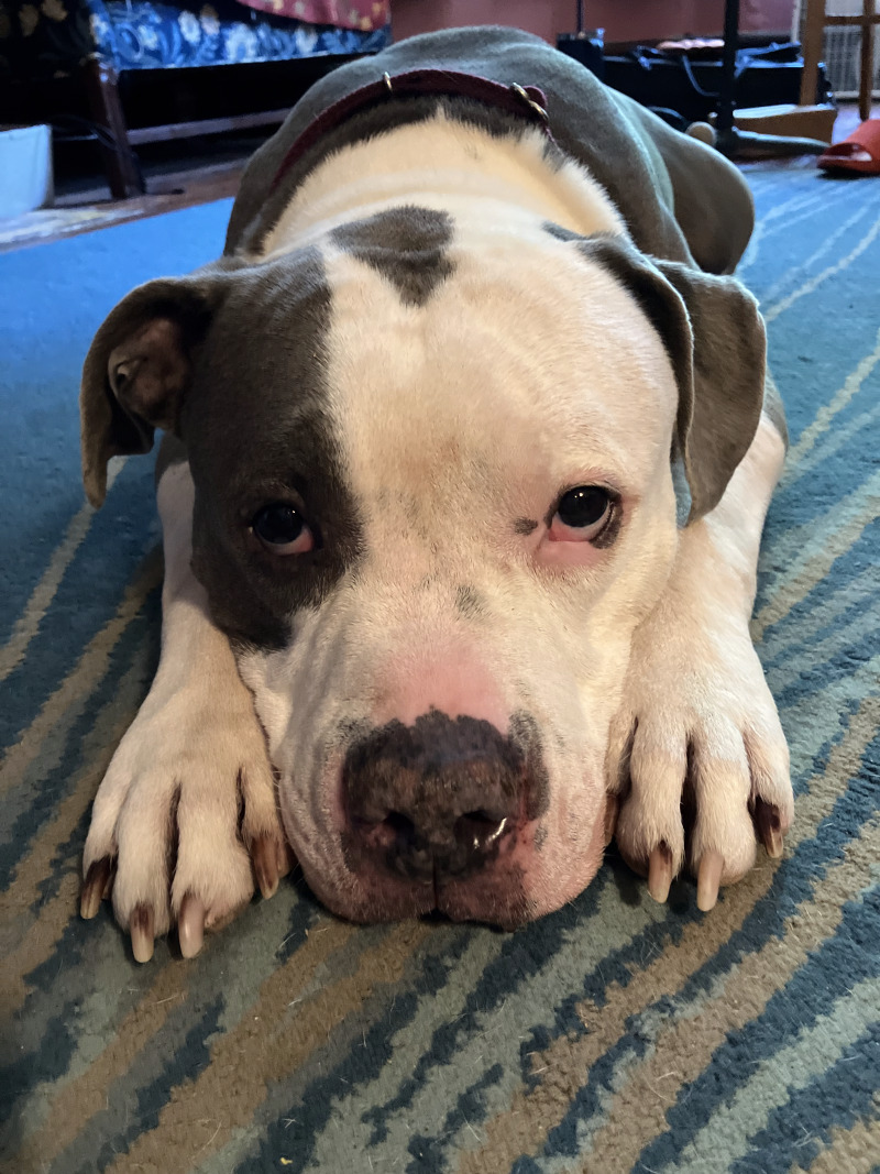 Duke - Dog