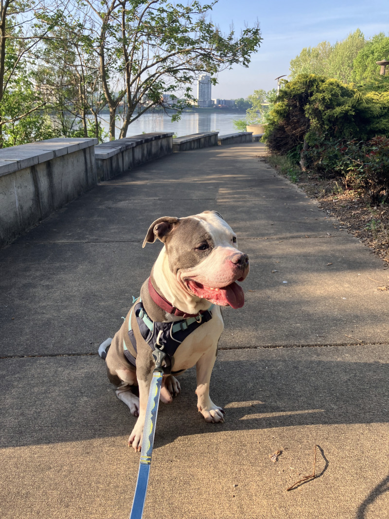 View Duke the Dog Photo #7