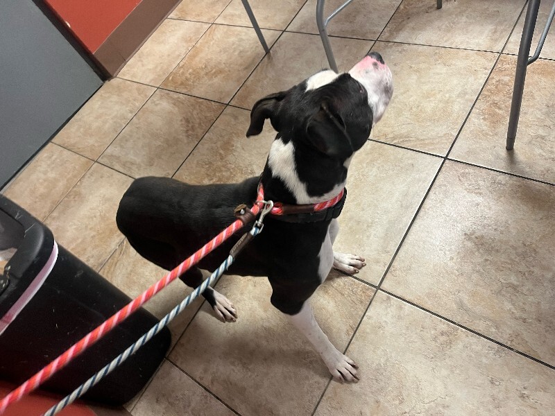 View Canon the Dog Photo #4