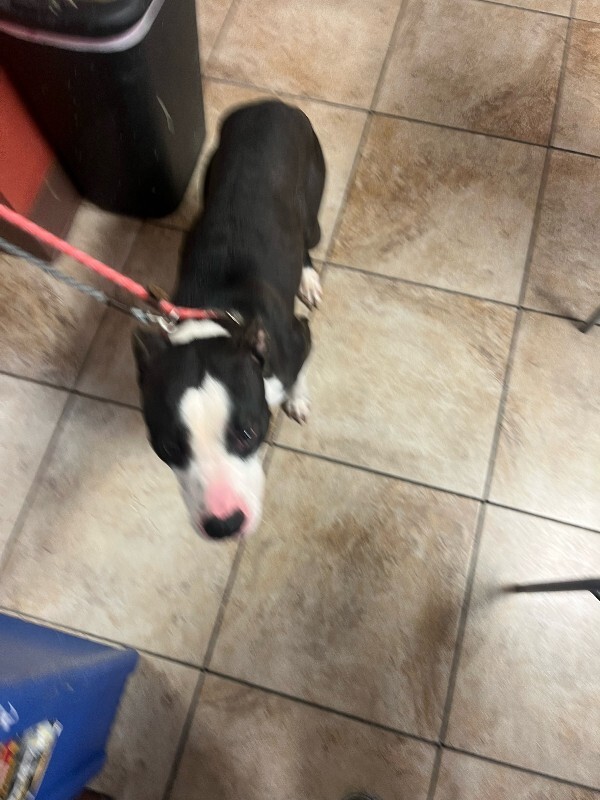 View Canon the Dog Photo #2