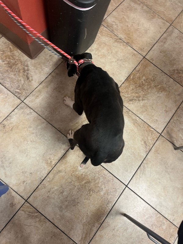 View Canon the Dog Photo #5