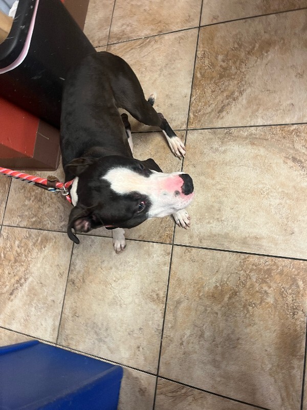 View Canon the Dog Photo #3