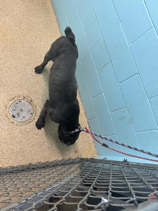 View Koala the Dog Photo #3