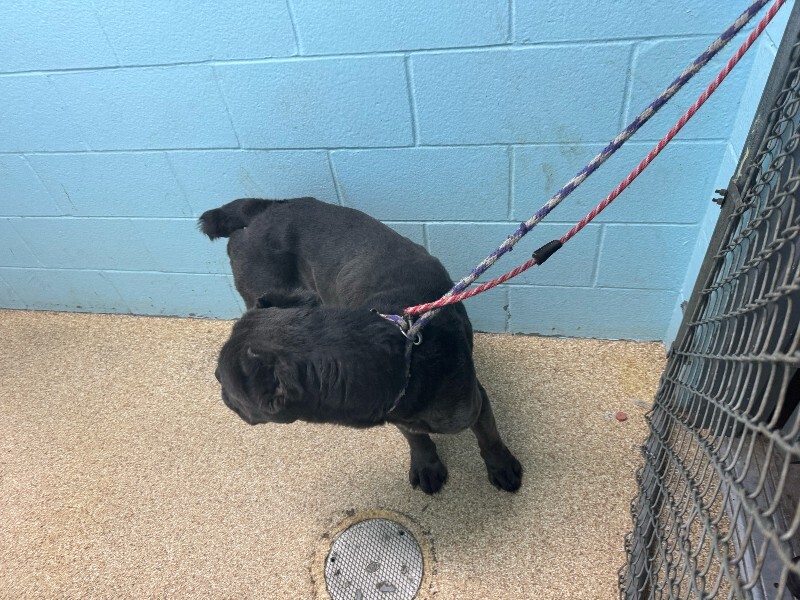 View Koala the Dog Photo #2