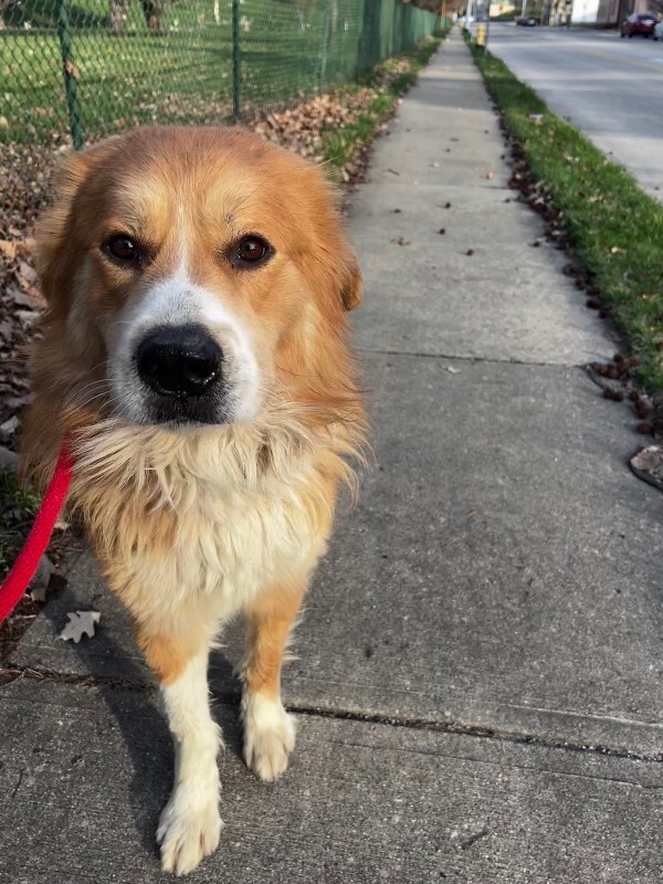 View Denver the Dog Photo #2