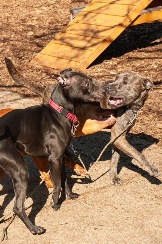 View Merlin the Dog Photo #3