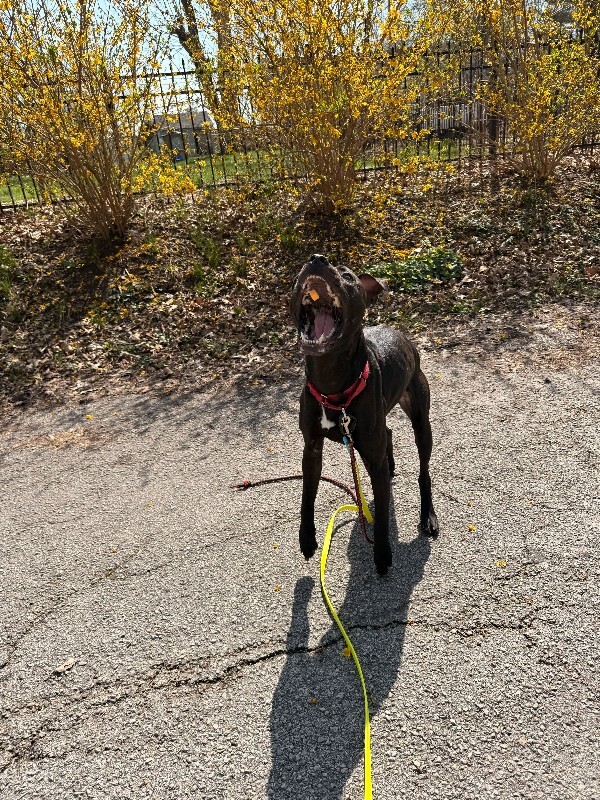 View Merlin the Dog Photo #4