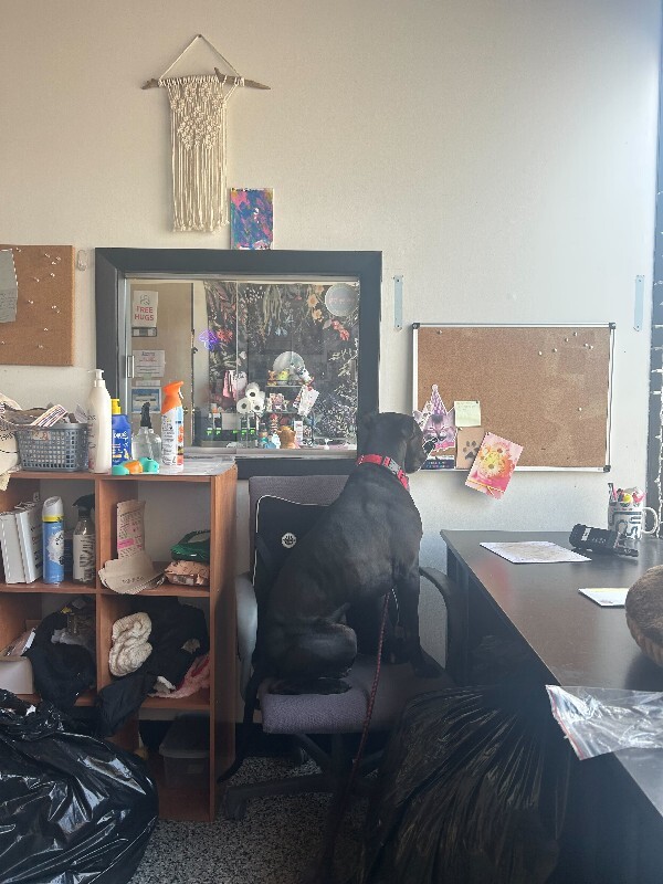 View Merlin the Dog Photo #5