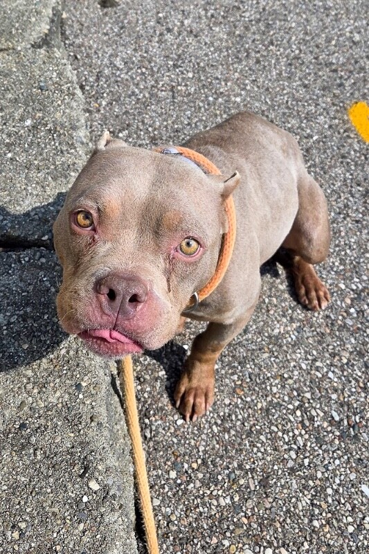 View Fally the Dog Photo #5