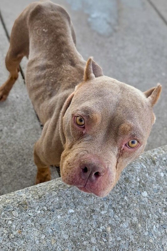 View Fally the Dog Photo #4