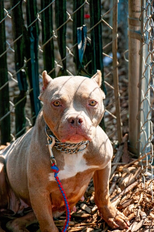 View Fally the Dog Photo #6