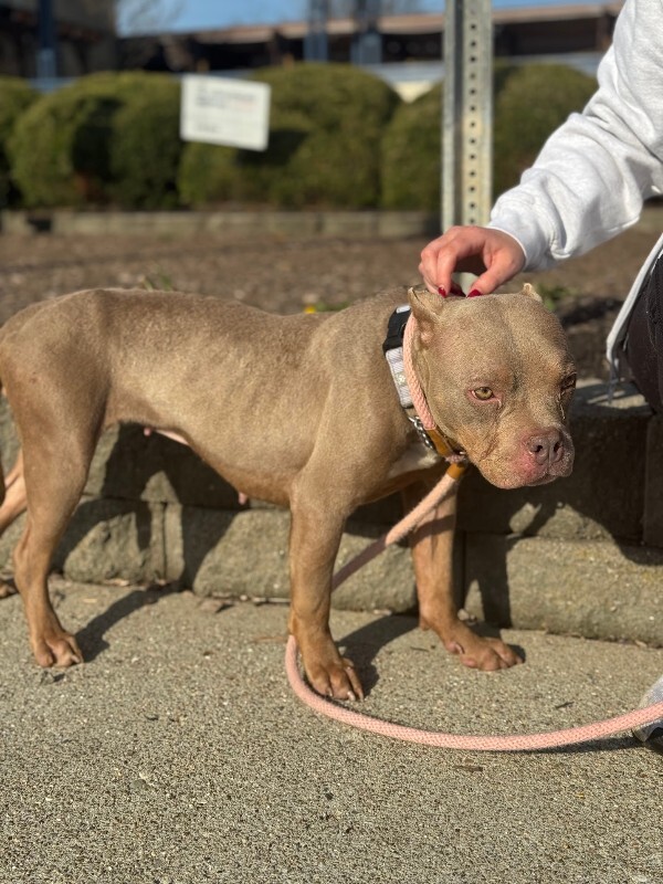 View Fally the Dog Photo #3