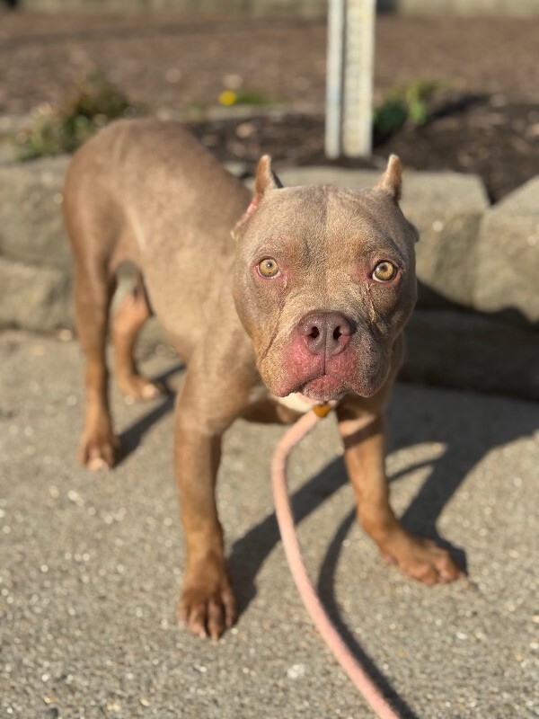 View Fally the Dog Photo #2