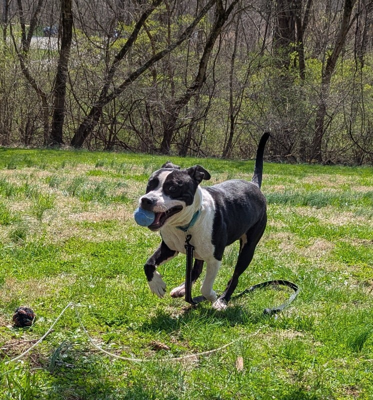 View Zeusie Boots the Dog Photo #10