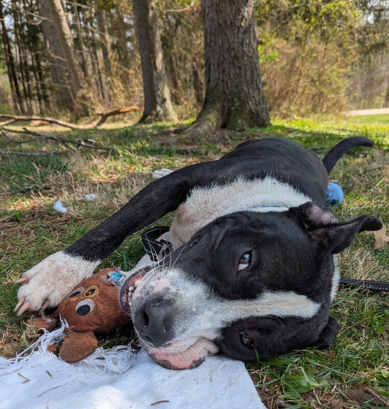 View Zeusie Boots the Dog Photo #7