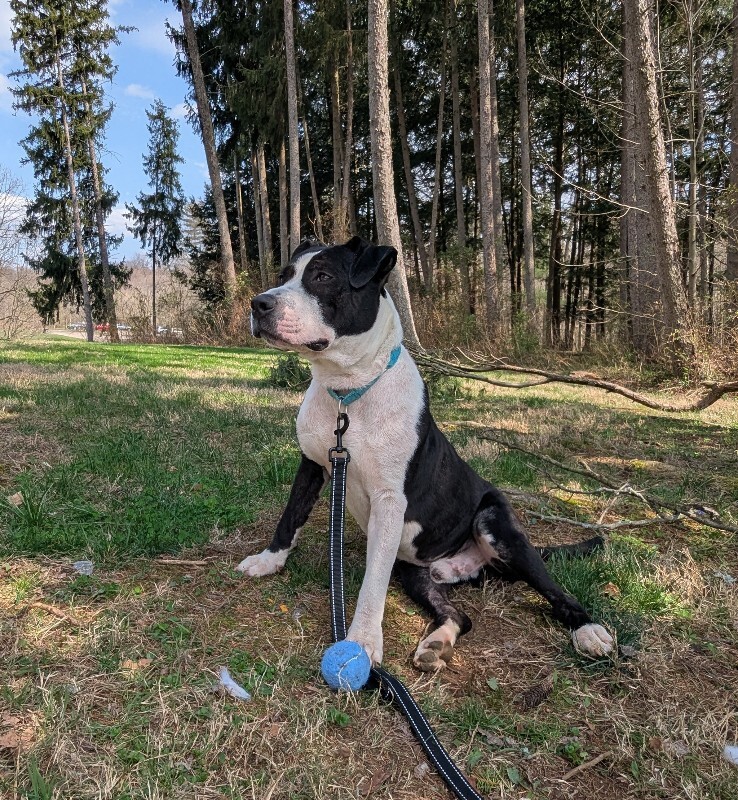 View Zeusie Boots the Dog Photo #11