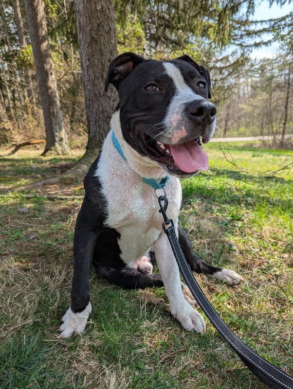 View Zeusie Boots the Dog Photo #9