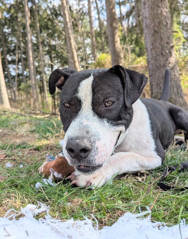 View Zeusie Boots the Dog Photo #8