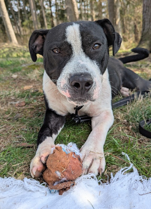 View Zeusie Boots the Dog Photo #6