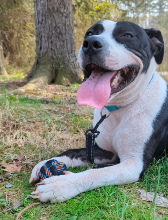 View Zeusie Boots the Dog Photo #12