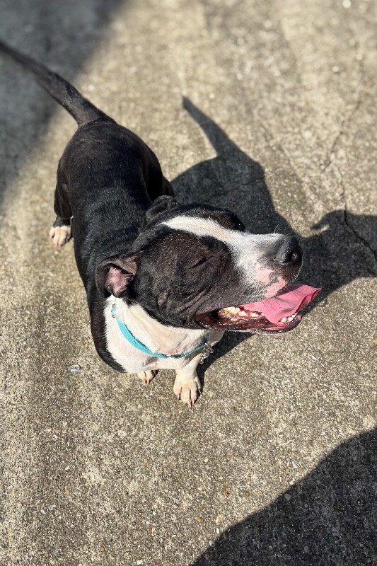 View Zeusie Boots the Dog Photo #3