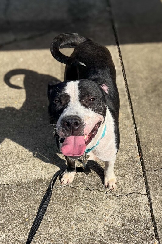 View Zeusie Boots the Dog Photo #4