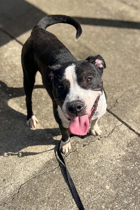 View Zeusie Boots the Dog Photo #2