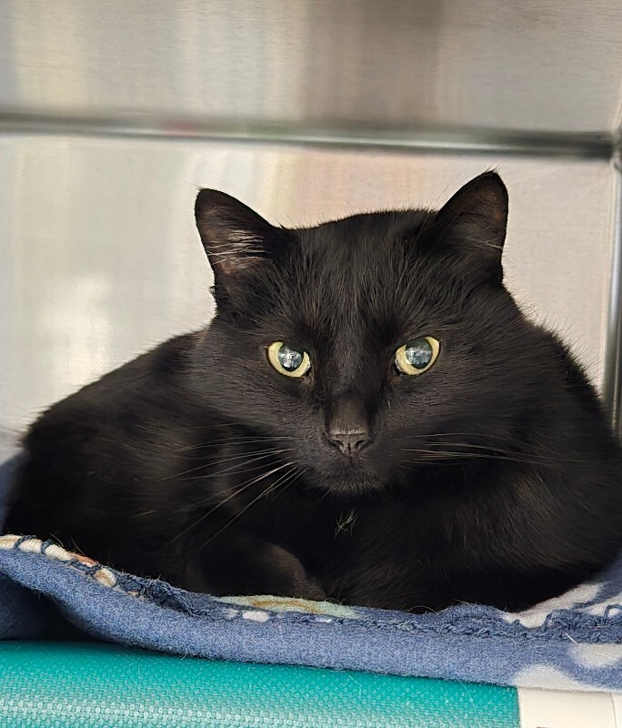 View Midnight the Cat Photo #2