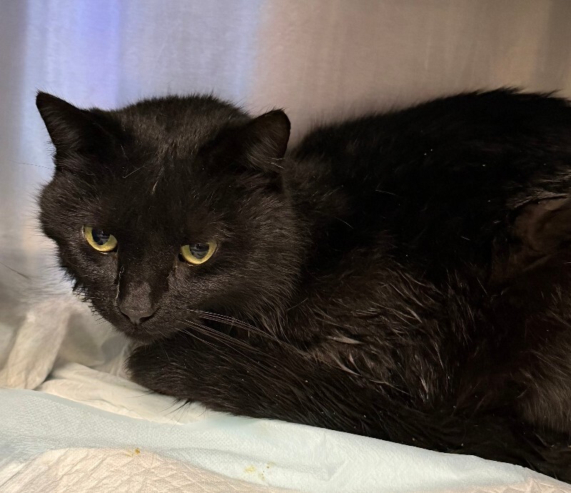 View Midnight the Cat Photo #3